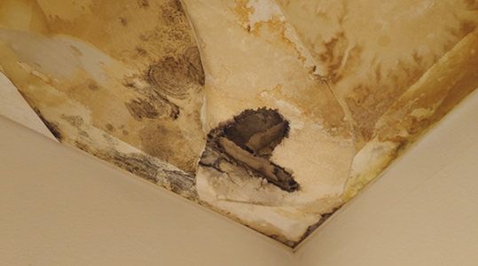 カビ・健康被害